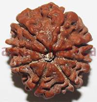8 mukhi 27977 21mm